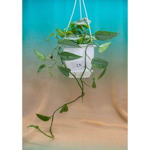 Cebu Blue Pothos 4.5" US Seller Potted RARE Epipre